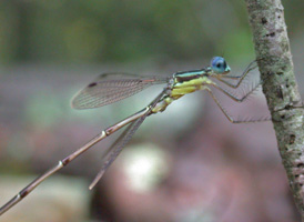 Slender Spreadwing